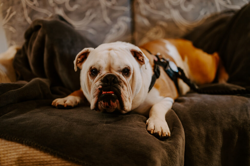 dog at Cornwall wedding